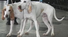 Dambo dogs: 8 порід з великими вухами